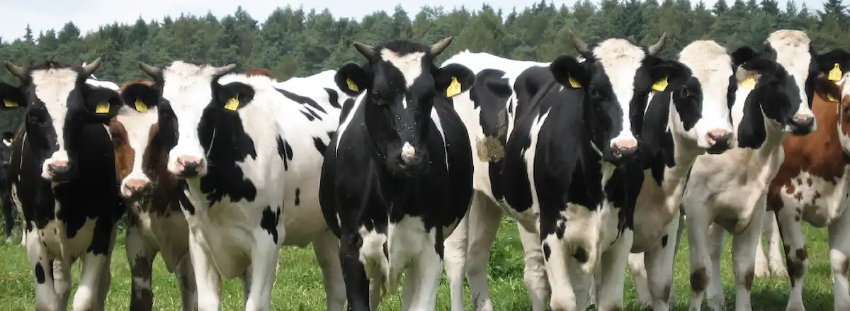 Holstein dairy cows standing in green pasture